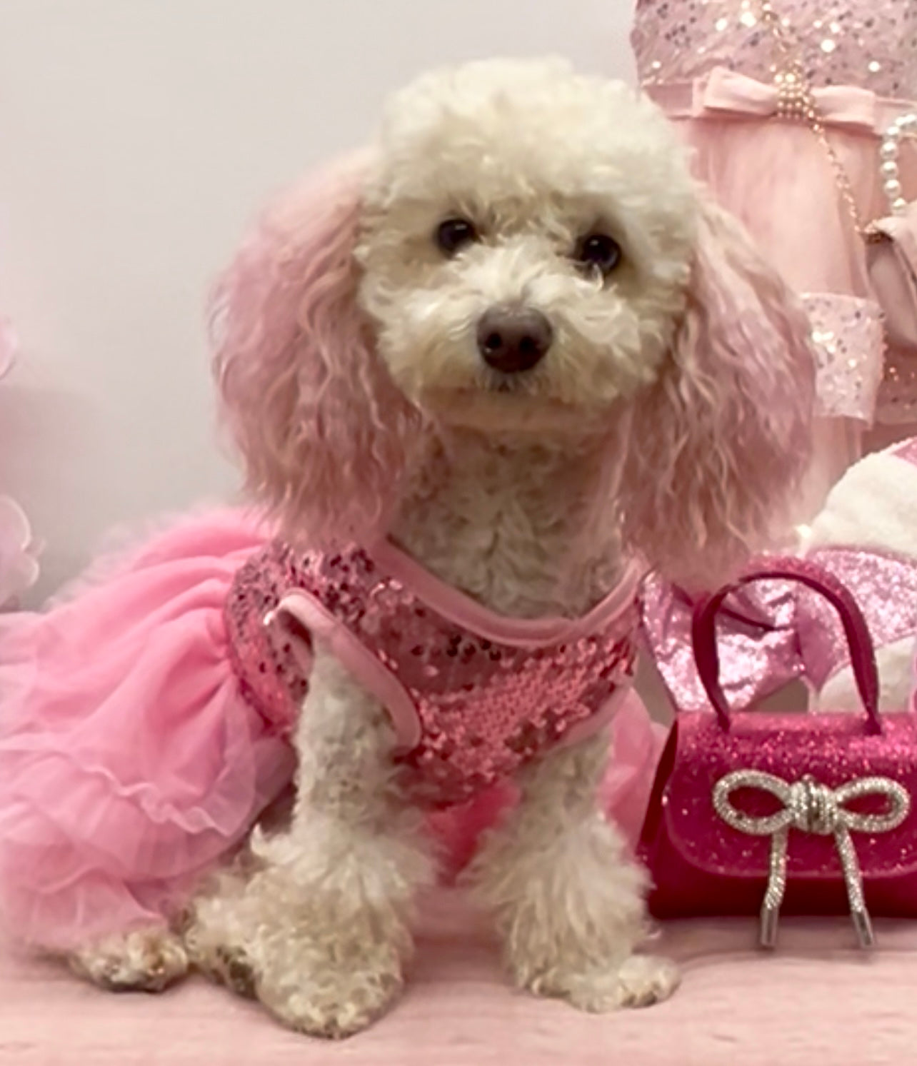 Sparkle Princess Dog Dress
